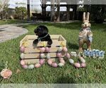 Small Photo #33 Labrador Retriever Puppy For Sale in MIAMI, FL, USA
