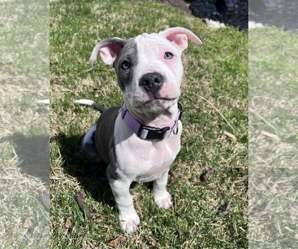 Medium Photo #4 Mutt Puppy For Sale in Spotsylvania, VA, USA