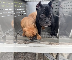 American Bully Puppy for sale in CLEVELAND, NC, USA