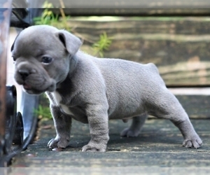 French Bulldog Puppy for sale in LANSING, MI, USA