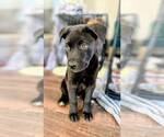 Small German Shepherd Dog Mix