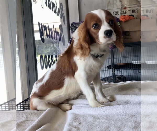 Medium Photo #4 Cavalier King Charles Spaniel Puppy For Sale in Lincolnwood, IL, USA
