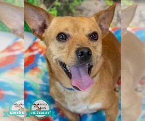 Chihuahua-Unknown Mix Dogs for adoption in Kennesaw, GA, USA