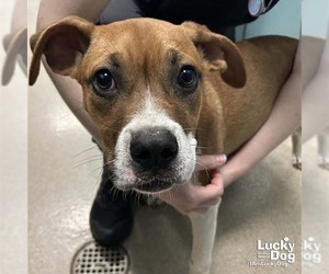 Boxador Dogs for adoption in Washington, DC, USA