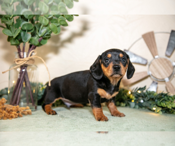 Medium Photo #10 Dachshund Puppy For Sale in NAPPANEE, IN, USA
