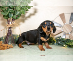 Small Photo #10 Dachshund Puppy For Sale in NAPPANEE, IN, USA
