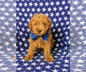 Cavapoo Puppy for sale in KIRKWOOD, PA, USA
