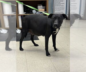 Mutt Dogs for adoption in Stockton, CA, USA