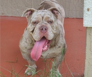 American Bulldog Puppy for sale in OCALA, FL, USA