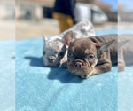 Small #40 French Bulldog