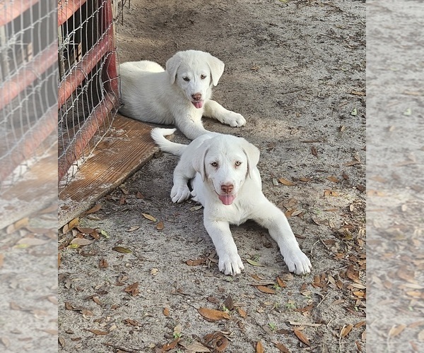 Medium Photo #5 Akbash Dog Puppy For Sale in BROOKSVILLE, FL, USA