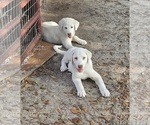 Small #4 Akbash Dog