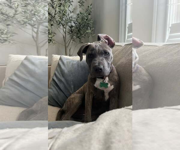 Medium Photo #8 Mutt Puppy For Sale in Greenville, SC, USA