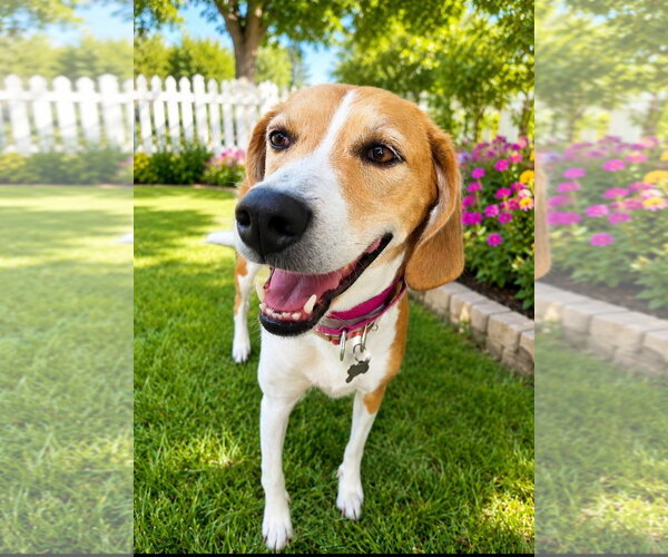 Medium Photo #1 American Foxhound-Beagle Mix Puppy For Sale in Crystal, MN, USA