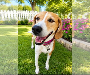 American Foxhound-Beagle Mix Dogs for adoption in Crystal, MN, USA