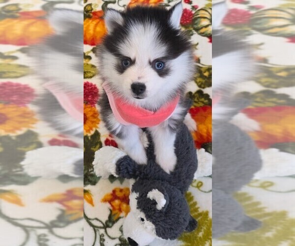 Medium Photo #10 Pomsky Puppy For Sale in DELAWARE, OH, USA