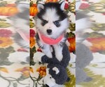 Small #9 Pomsky