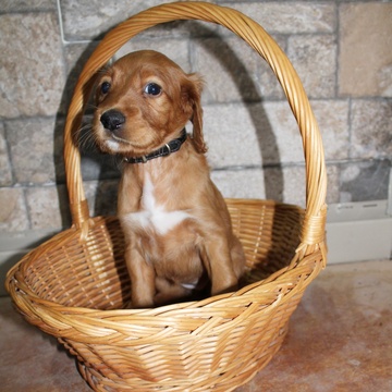 Medium Photo #4 Irish Setter Puppy For Sale in BEARTOWN, PA, USA