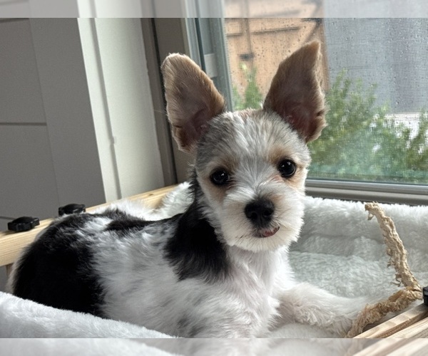 Medium Photo #1 Yorkshire Terrier Puppy For Sale in CLAYTON, GA, USA