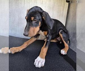 Mutt Dogs for adoption in San Antonio, TX, USA