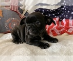 Small #12 French Bulldog