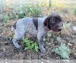 Small German Shorthaired Pointer