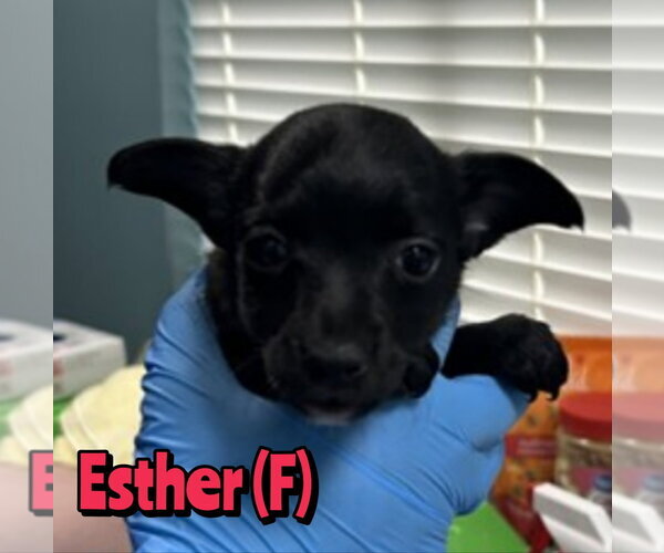 Medium Photo #1 Mutt Puppy For Sale in Woodbury, NY, USA
