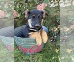 Darcy - Female German Shepherd Dog Puppy for Sale - Photo #3