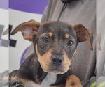 Small #3 Jack Russell Terrier Mix