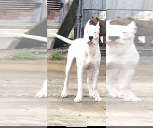 Dogo Argentino Puppy for sale in ROGERS, AR, USA