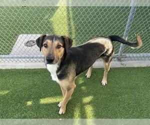 German Shepherd Dog-Unknown Mix Dogs for adoption in Grand Prairie, TX, USA