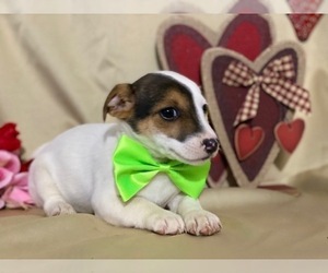 Jack Russell Terrier-Unknown Mix Puppy for sale in LANCASTER, PA, USA