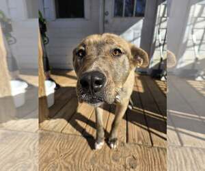 Medium Retriever  Mix