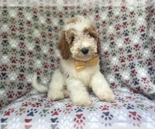 Medium Photo #3 Cavapoo Puppy For Sale in LAKELAND, FL, USA