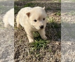 Small Photo #4 Alaskan Malamute Puppy For Sale in TYLER, TX, USA