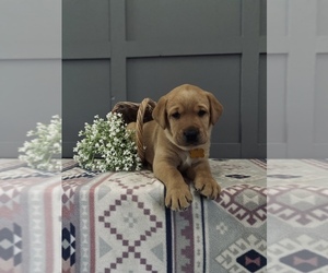Medium Labrador Retriever
