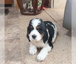 Small #2 English Springer Spaniel