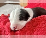 Small #2 Australian Shepherd