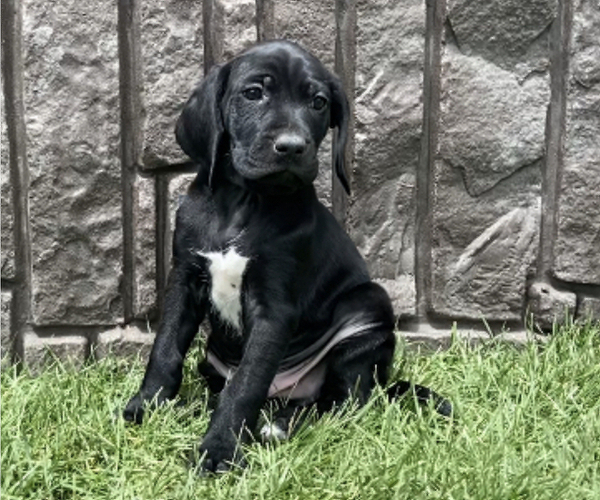 Medium Photo #1 German Shorthaired Lab Puppy For Sale in LIMON, CO, USA