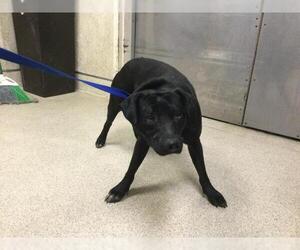 Mutt Dogs for adoption in Riverside, CA, USA