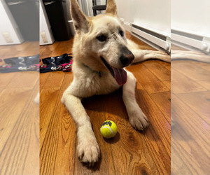 Alaskan Husky Puppy for sale in PHILADELPHIA, PA, USA