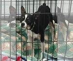 Small Jack Russell Terrier Mix