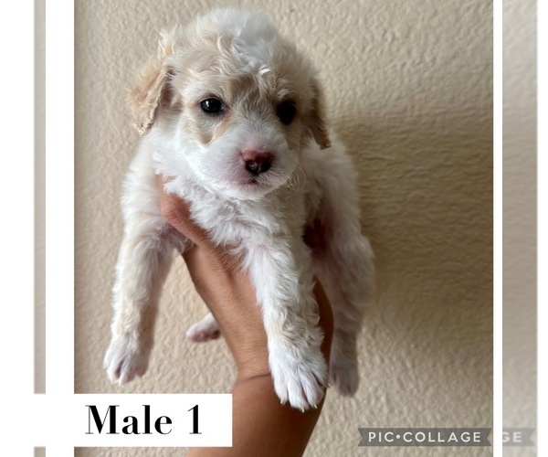 Medium Photo #4 Maltipoo Puppy For Sale in ADDISON, TX, USA