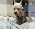 Small #3 French Bulldog Mix
