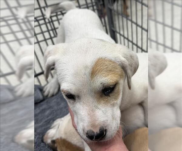 Medium Photo #1 Black and Tan Coonhound-Unknown Mix Puppy For Sale in Conroe, TX, USA