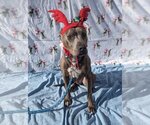 Small Photo #5 American Pit Bull Terrier-Doberman Pinscher Mix Puppy For Sale in Richmond, IN, USA