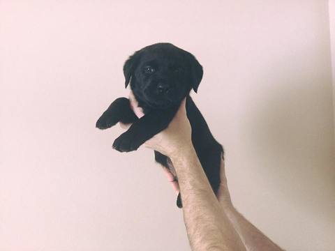 Medium Photo #1 Labrador Retriever Puppy For Sale in FRANKLIN, NC, USA