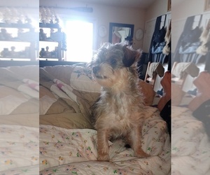 Mother of the Chorkie puppies born on 06/12/2025