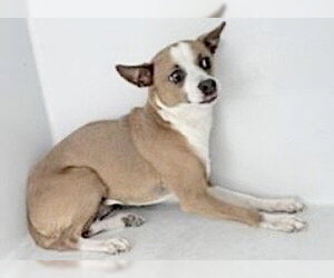 Chihuahua-Unknown Mix Dogs for adoption in Houston, TX, USA