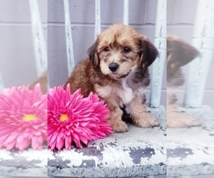 Yo-Chon Puppy for sale in BALTIC, OH, USA